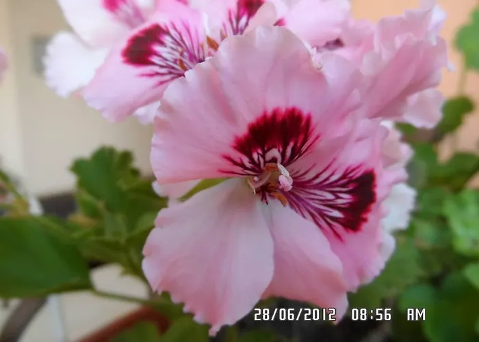 Διαμέρισμα Gardenia